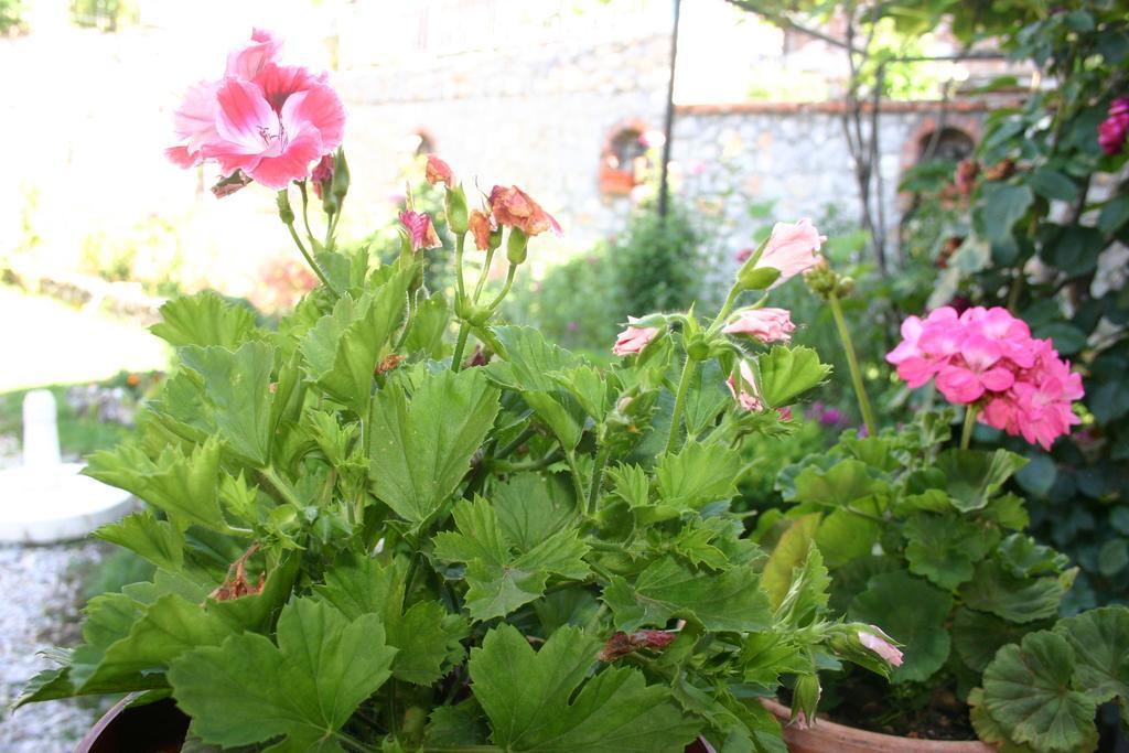Guest house Filip Trpejca